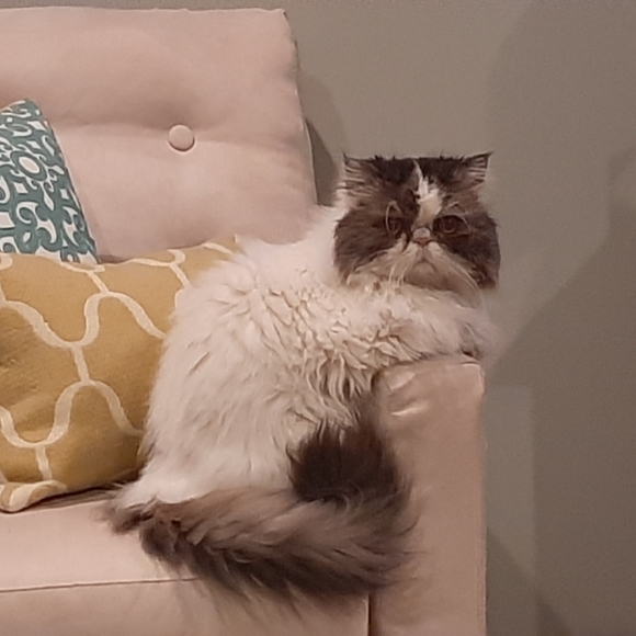 Meet your Posher, Danette - Picture 4 of 6